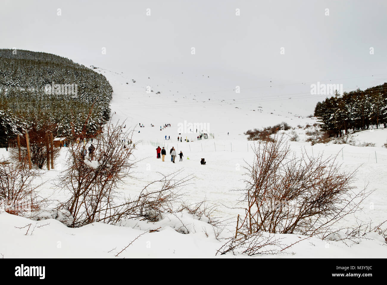 Almond tree winter hires stock photography and images Alamy