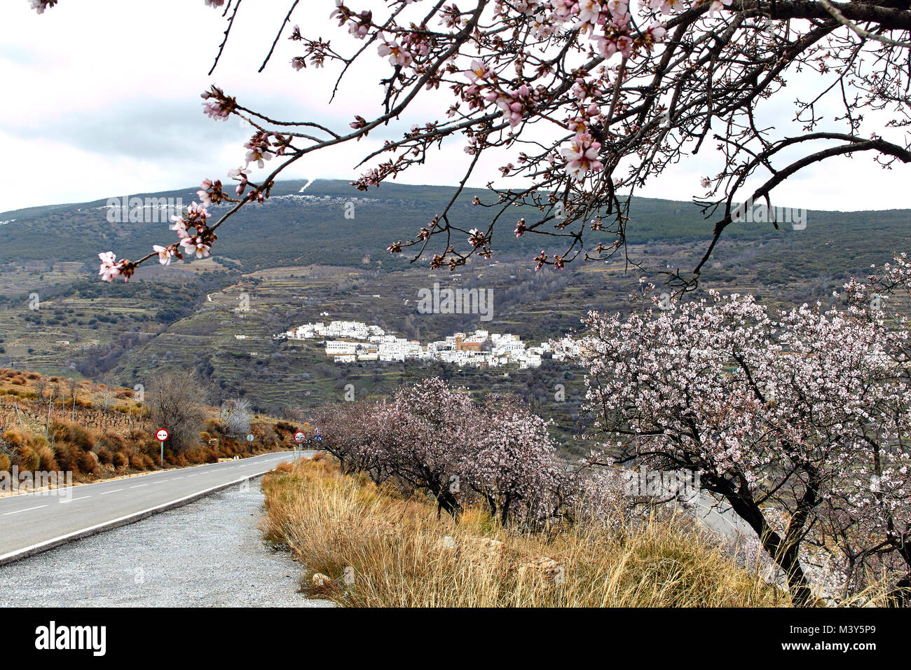 Almond bloom in the Sierra Nevada, Andalusia, Spain Stock Photo