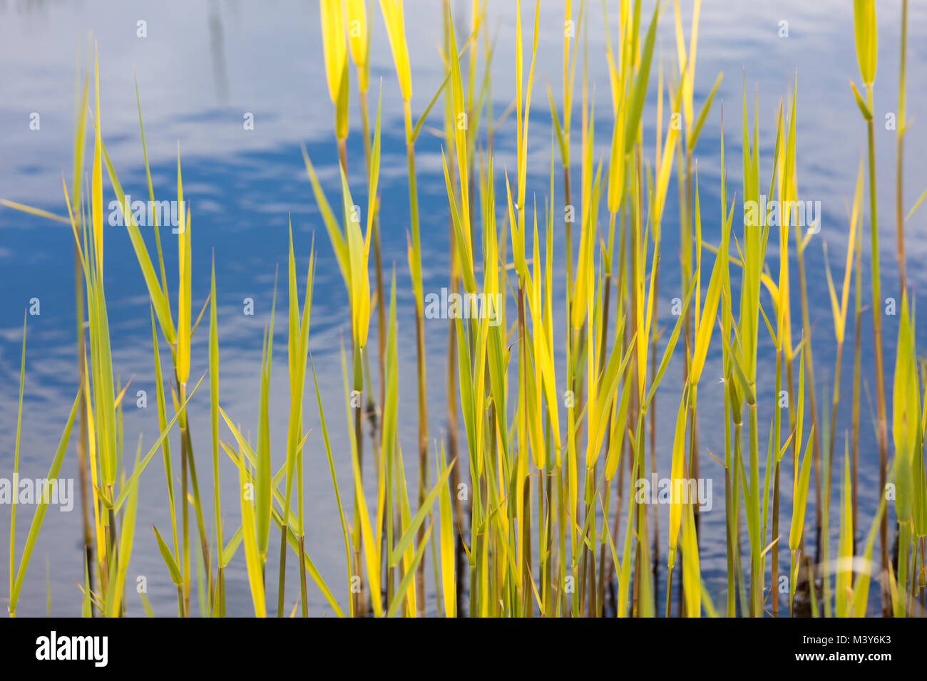 Reed vegetation on the shore Stock Photo