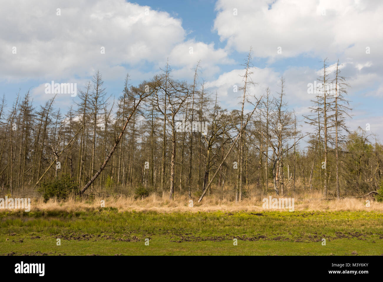 Dead trees by too much water, Zingst Stock Photo Alamy