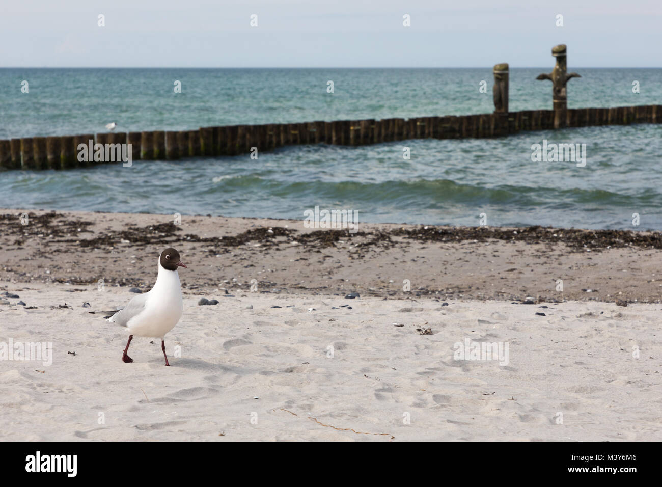 Gull on the beach at Zingst Stock Photo