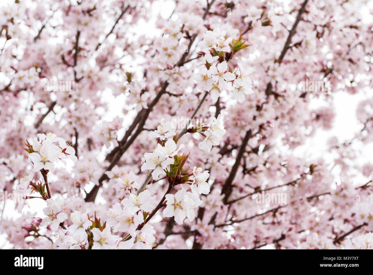Japanese Sakura Or Cherry Blossom In Spring Soft Gentle Pink