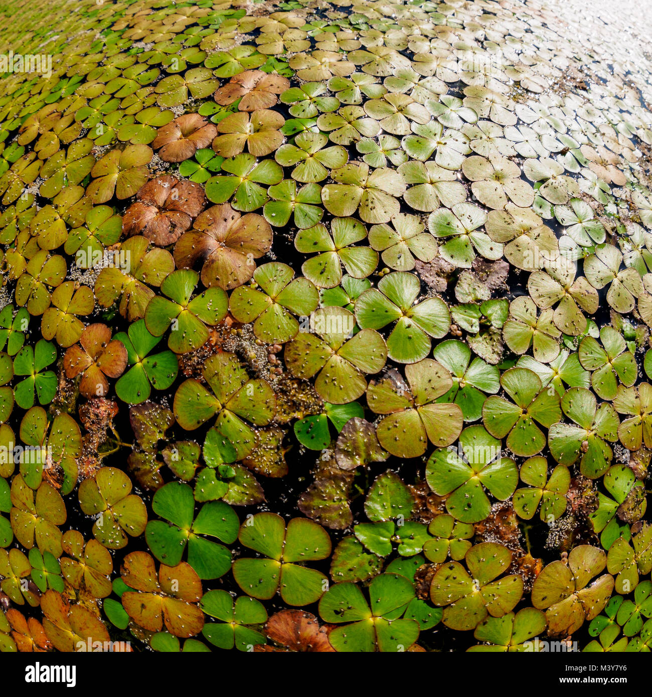 Duckweed (Lemnoideae) in a pond in the sunny day. Stock Photo