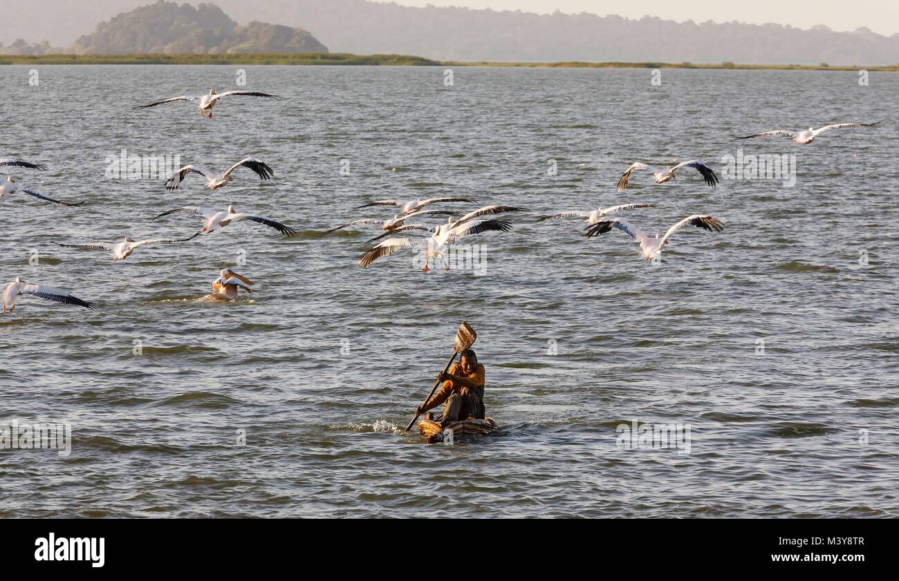 Ethiopia, Amhara region, Bahir Dar, Nagade man kayaking his papyrus boat and Great White Pelicans on Tana Lake Stock Photo