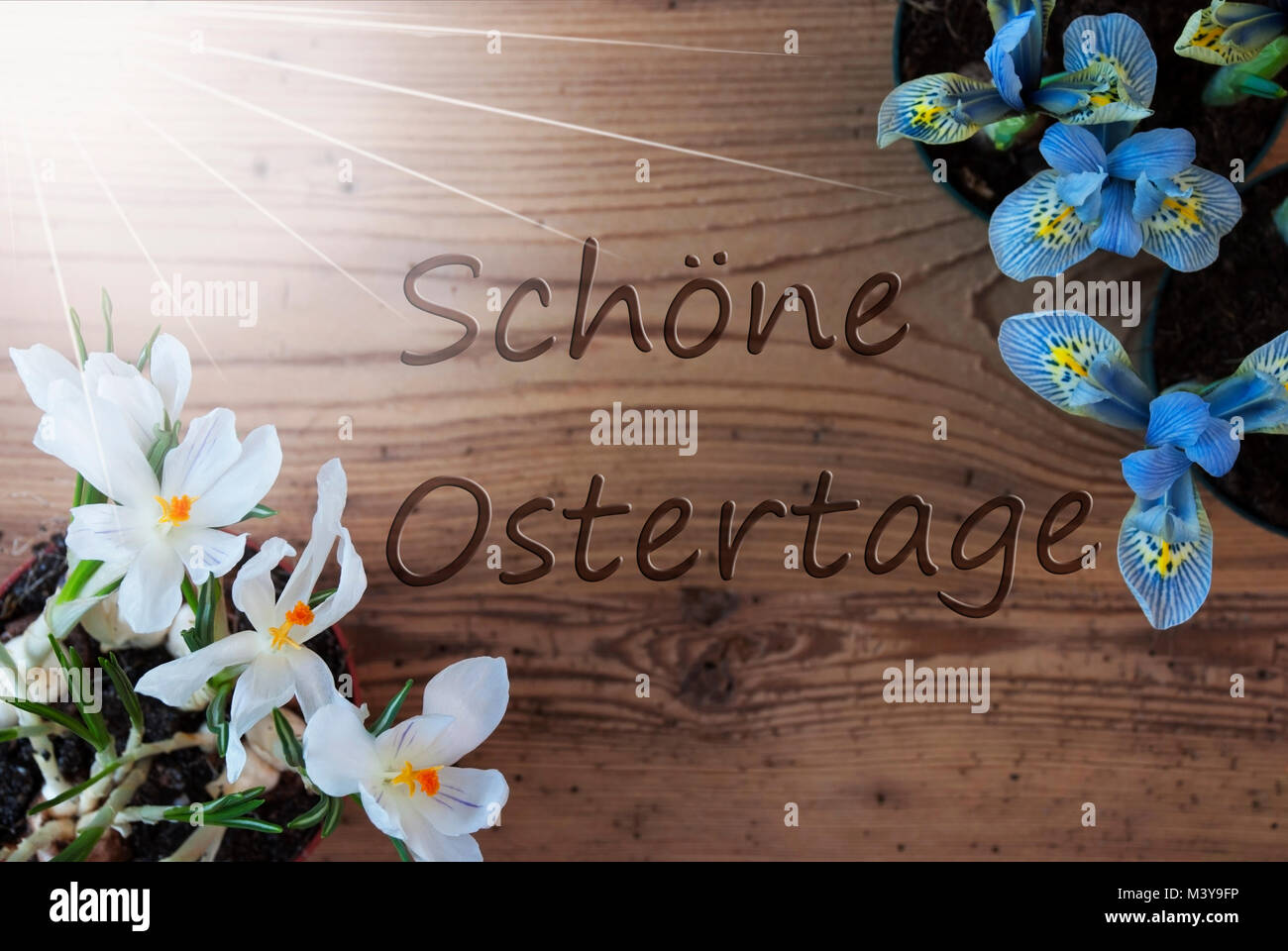 Wooden Background With German Text Schoene Ostertage Means Happy Easter.  Sunny Spring Flowers Like Grape Hyacinth And Crocus. Aged Or Vintage Style  Stock Photo - Alamy