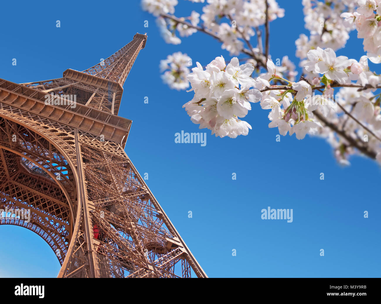 Eiffel tower and cherry blossom, Paris at springtime concept Stock Photo
