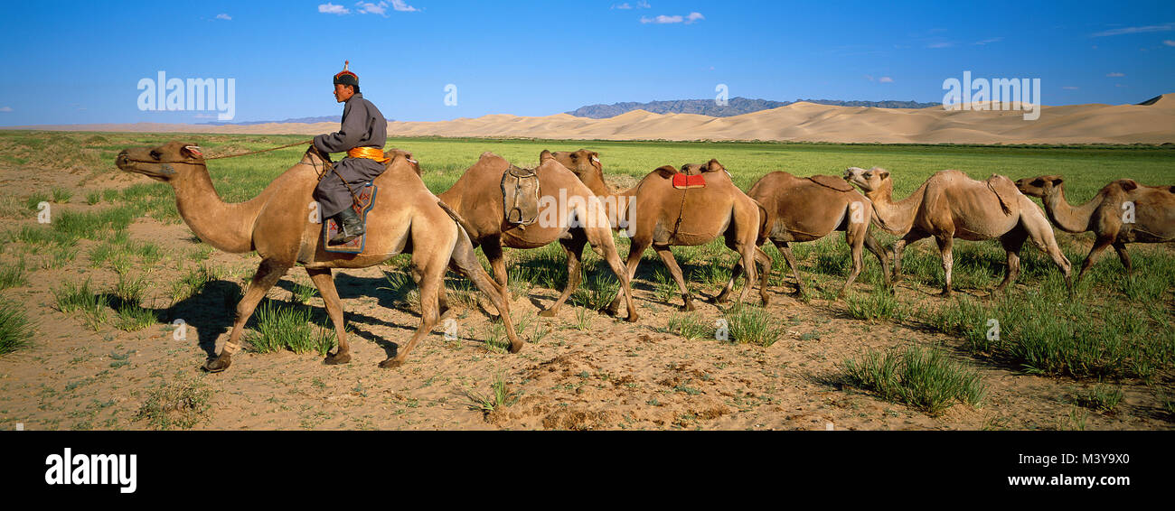 Mongolia, Omnogov Province, Gobi National Park, Gobi Desert, Khongoryn Els Dune, Bactrian Camels Stock Photo