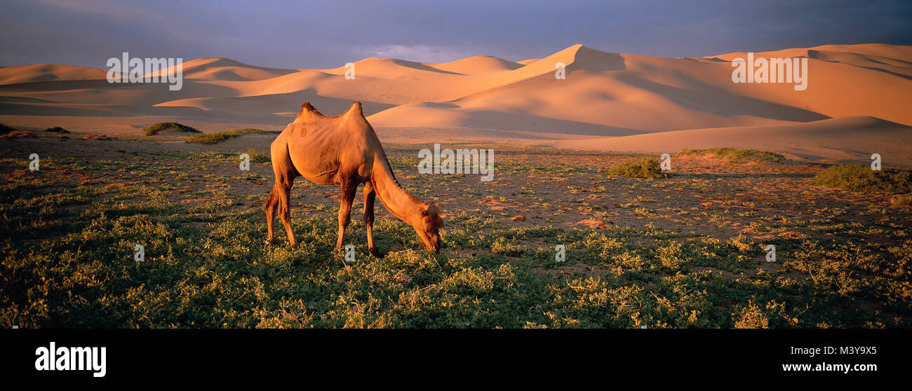 Mongolia, Omnogov Province, Gobi National Park, Gobi Desert, Khongoryn Els Dune, Bactrian Camel Stock Photo
