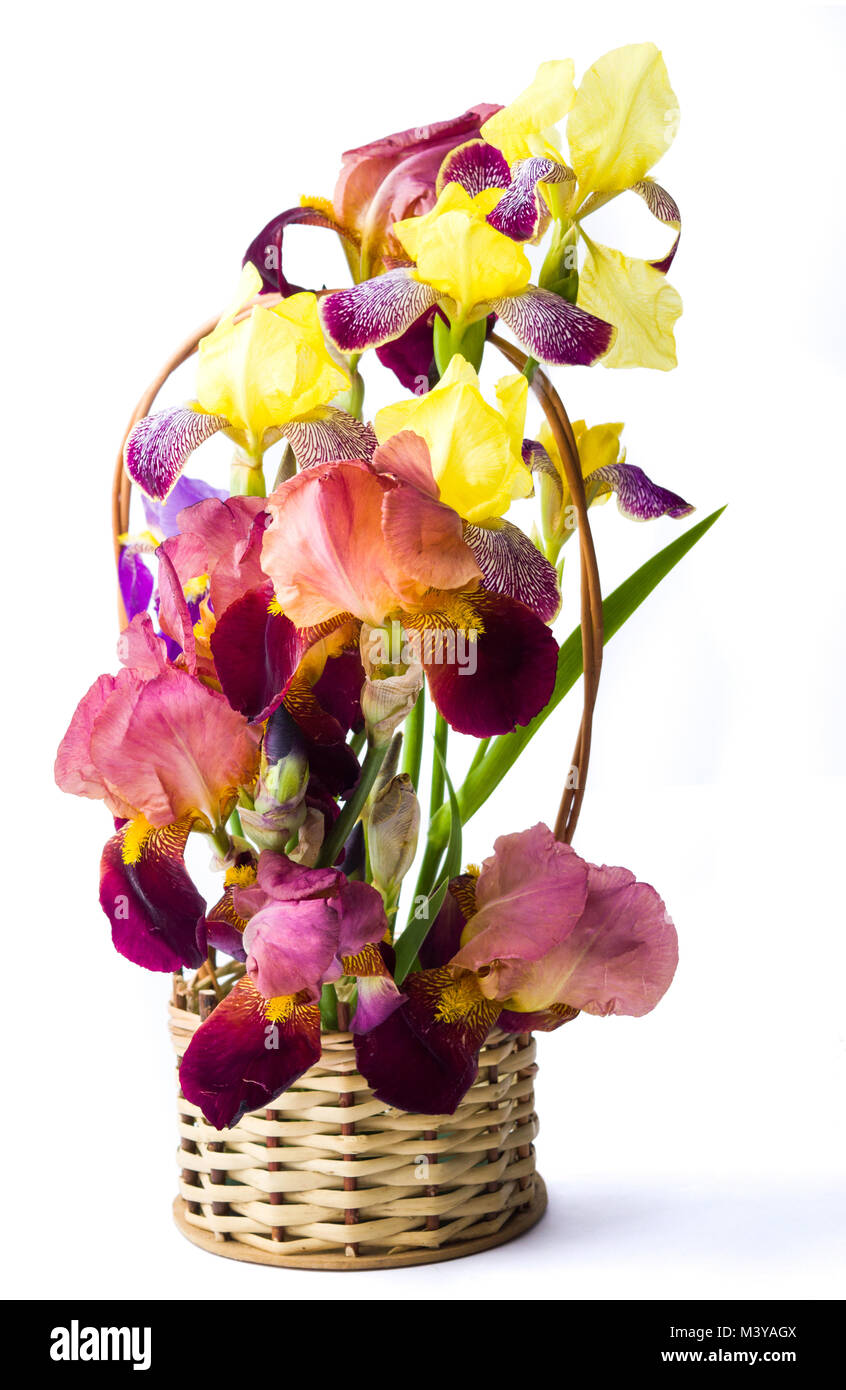 Mixed iris flowers in a basket against white background Stock Photo