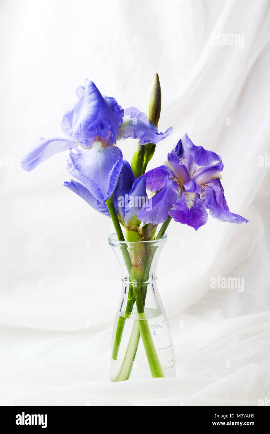 Purple iris flowers on white textile background close up Stock Photo