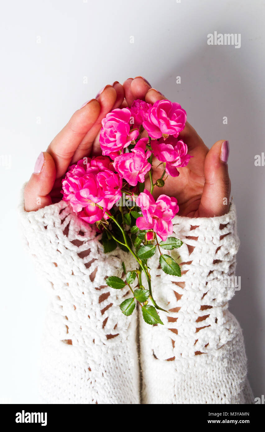 Female holding pink roses first person top view Stock Photo