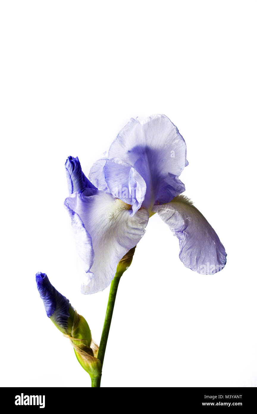Blue iris flowers on white textile background close up Stock Photo