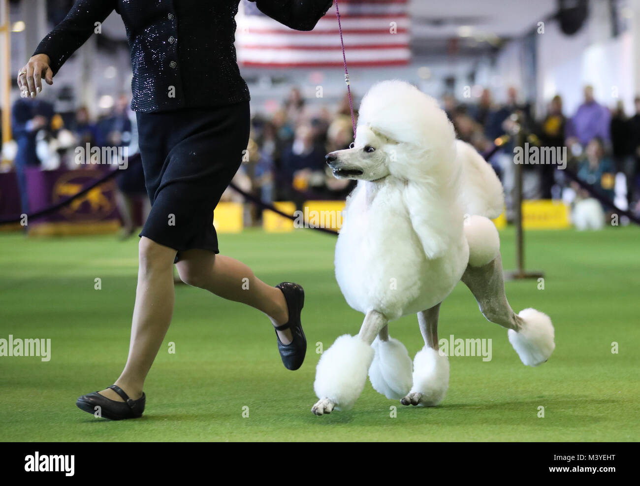 Westminster kennel club 2018 top