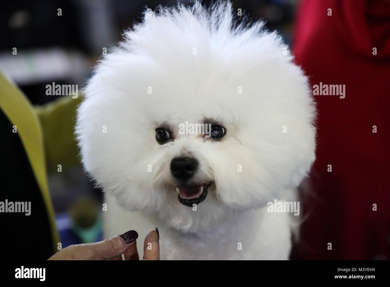 New York, USA. 12th Feb, 2018. A Bichon Frise is seen during the 2018  Westminster Kennel Club Dog Show in New York, the United States, Feb. 12,  2018. Around 2800 dogs of