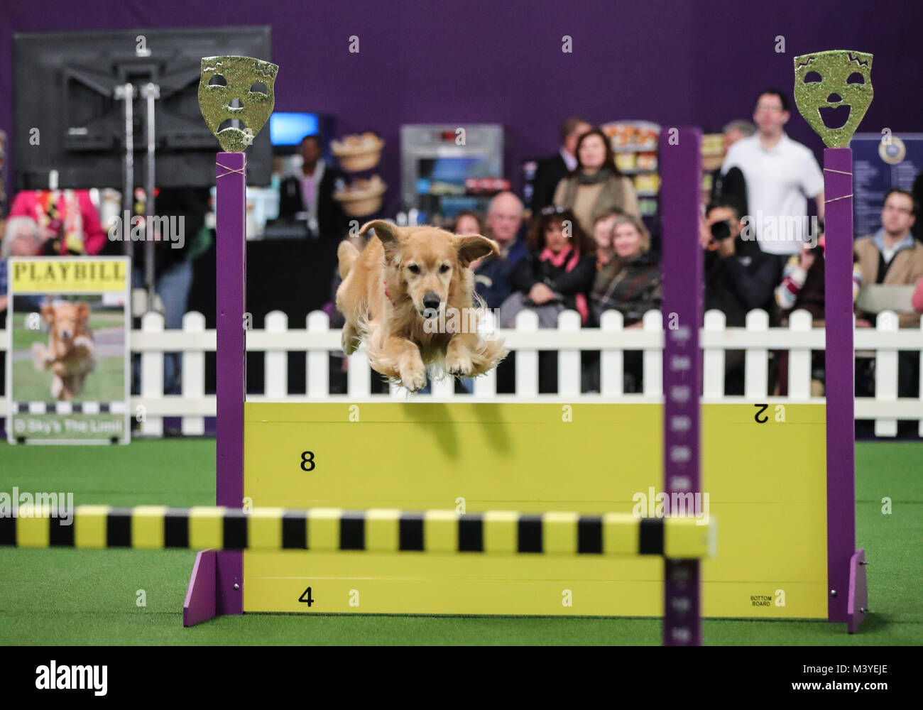 New York, USA. 12th Feb, 2018. A golden retriever is seen during the Obedience competition at the 2018 Westminster Kennel Club Dog Show in New York, the United States, Feb. 12, 2018. Around 2800 dogs of over 200 breeds from all over the world participated in the show this year. Credit: Wang Ying/Xinhua/Alamy Live News Stock Photo