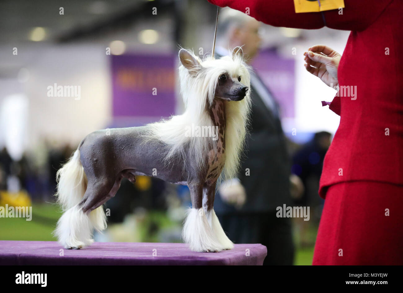 New York, USA. 12th Feb, 2018. A Chinese crested dog is seen during the 2018 Westminster Kennel Club Dog Show in New York, the United States, Feb. 12, 2018. Around 2800 dogs of over 200 breeds from all over the world participated in the show this year. Credit: Wang Ying/Xinhua/Alamy Live News Stock Photo