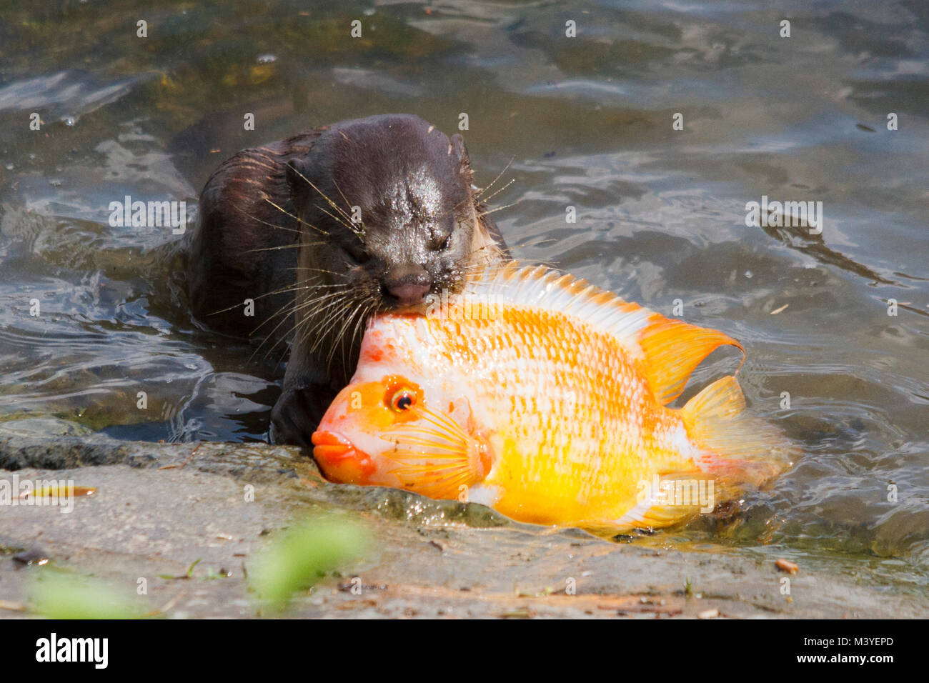 Gardens by the Bay, Singapore. 13th Feb 2018. A juvenile Smooth coated otter struggles to feed on a fish nearly as big as himself. The otters have made a return to Singapore in recent years due to improved water quality and are regular seen entertaining tourists in Gardens by the Bay. Credit:Ed Brown/Alamy Live News Stock Photo