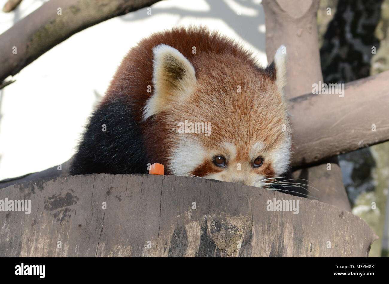 Paradise Park, Hayle, Cornwall. 13th Feb 2018.   Paradise Park is offering the opportunity for visitors to buy a “Red Panda Experience” where they come face to face with a Red Panda, be able to hand feed, stroke and even have a picture taken with these adorable pandas. The Pandas choose to come down to feed with the visitors,  with their welfare being of paramount importance. Seen here visitor Wendy Renshaw and the Pandas Keeper Sarah.  Credit: Simon Maycock/Alamy Live News Stock Photo