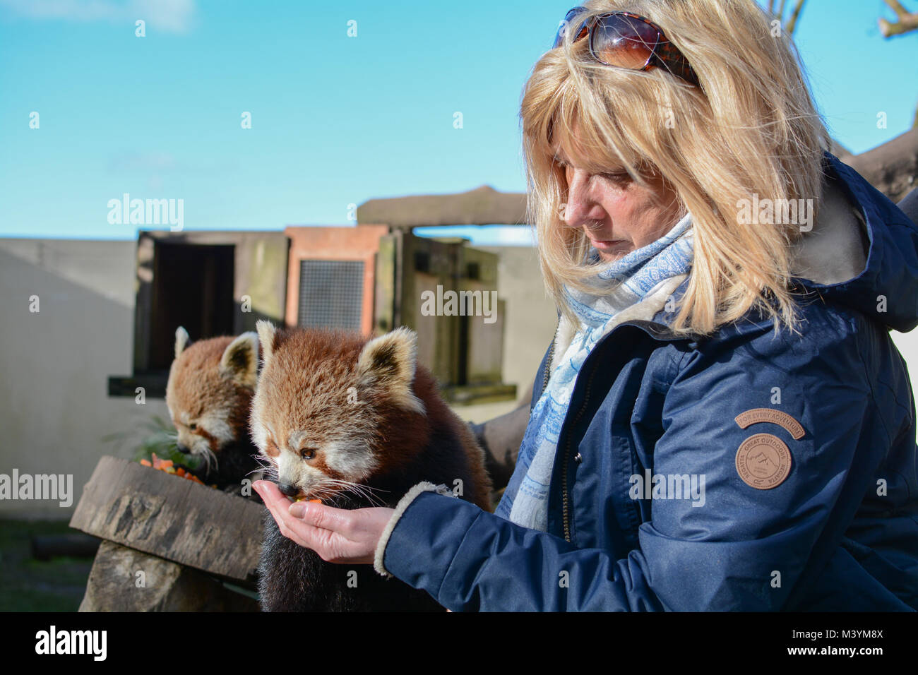 Paradise Park, Hayle, Cornwall. 13th Feb 2018.   Paradise Park is offering the opportunity for visitors to buy a “Red Panda Experience” where they come face to face with a Red Panda, be able to hand feed, stroke and even have a picture taken with these adorable pandas. The Pandas choose to come down to feed with the visitors,  with their welfare being of paramount importance. Seen here visitor Wendy Renshaw and the Pandas Keeper Sarah.  Credit: Simon Maycock/Alamy Live News Stock Photo