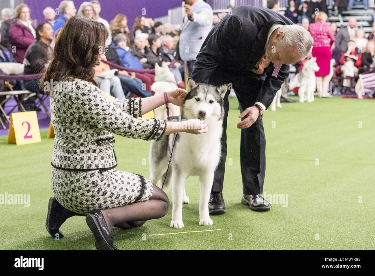 New York, NY, USA. 13th Feb, 2018. The 142nd Annual Westminster Kennel