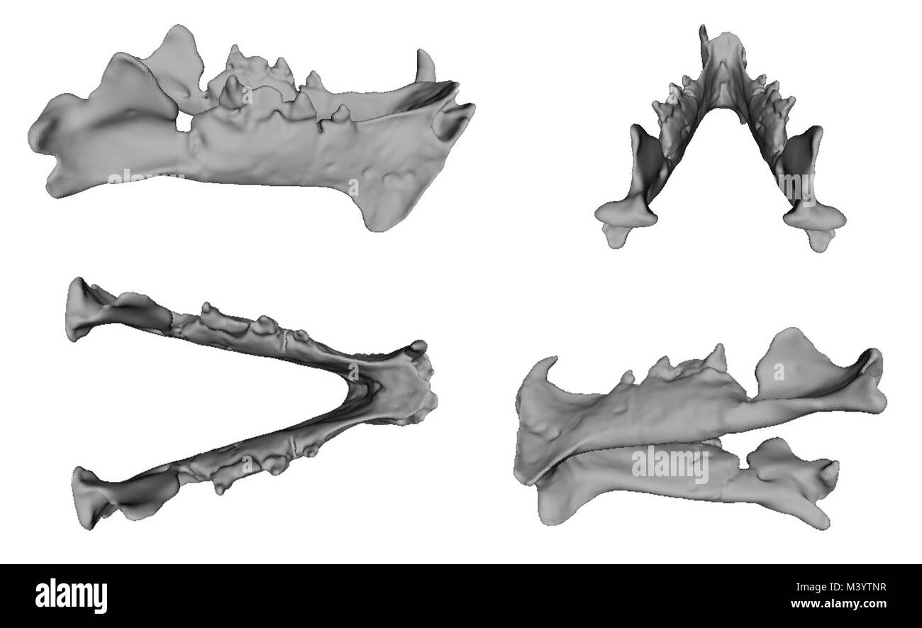 Hoplophoneus mandible.  Digital correction fills in missing information from the lower jaw digital scans. This allows paleontologists to reconstruct the skull. Stock Photo