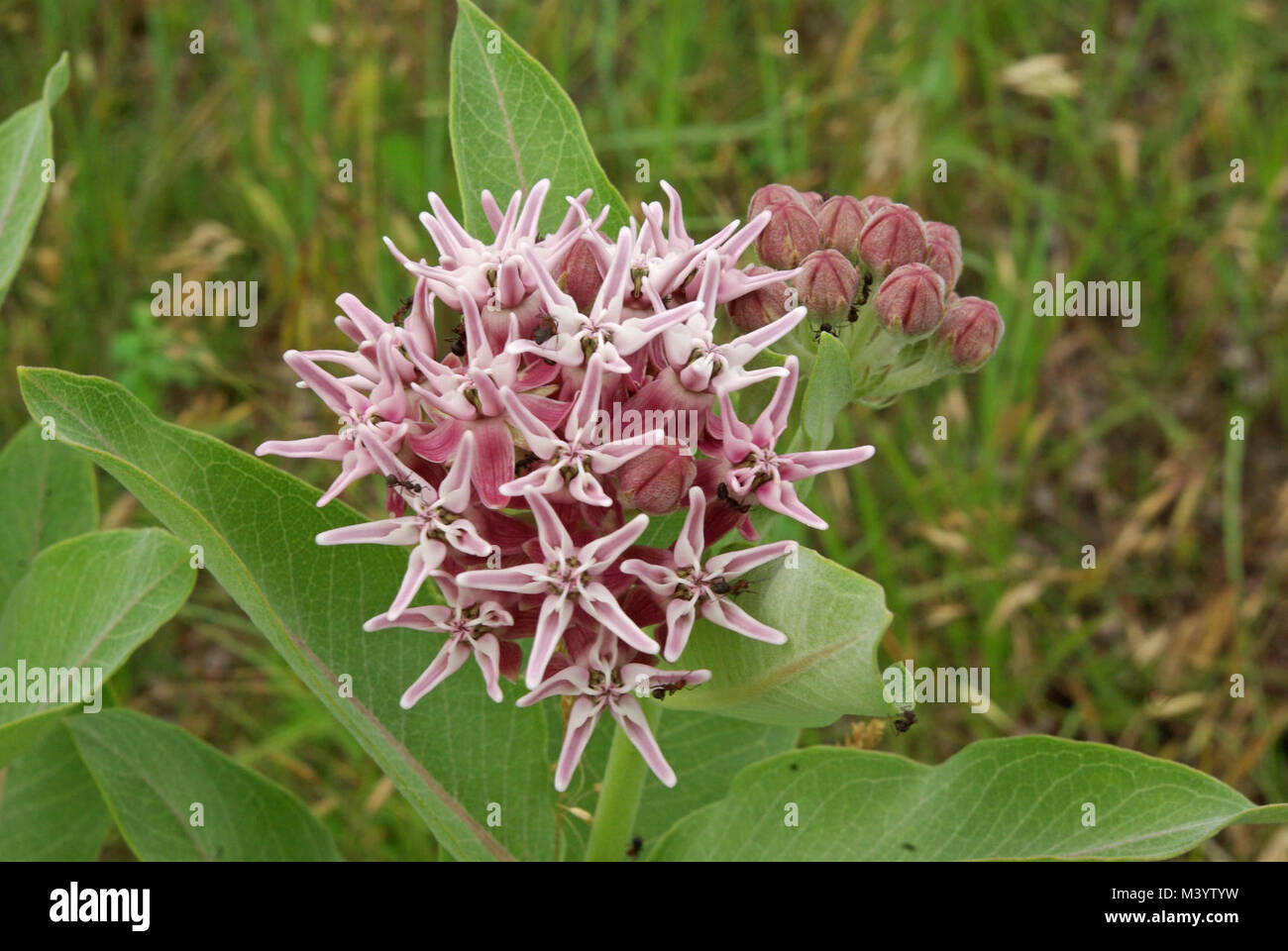 Showy Milkweed Stock Photo