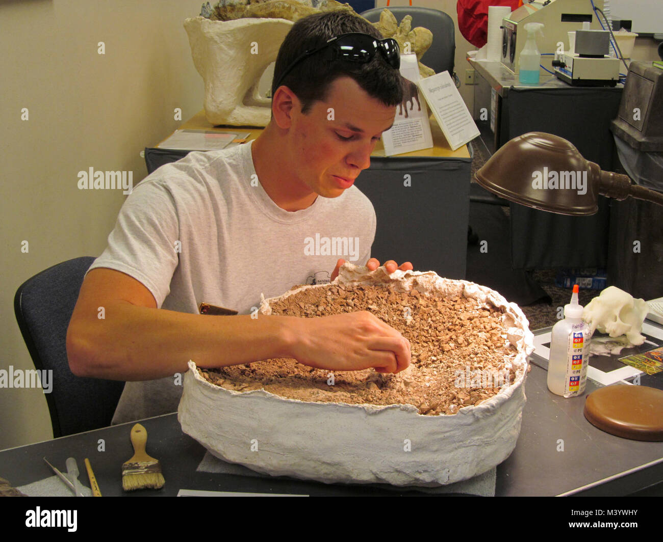 Levi Working On Archaeotherium Jaw. A fossil reported by park visitors in the fall of 2011 was excavated this spring and is being prepared in the Paleo Prep Lab at the Ben Reifel Visitor Center. Stock Photo