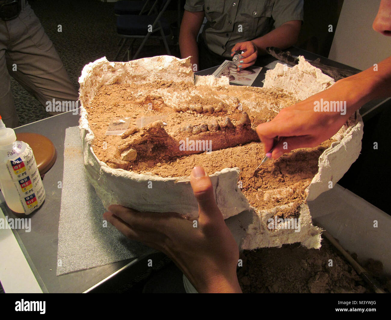 Archaeotherium Jaw 2. More of the archaeotherium jaw is revealed as the surrounding matrix is removed. Stock Photo