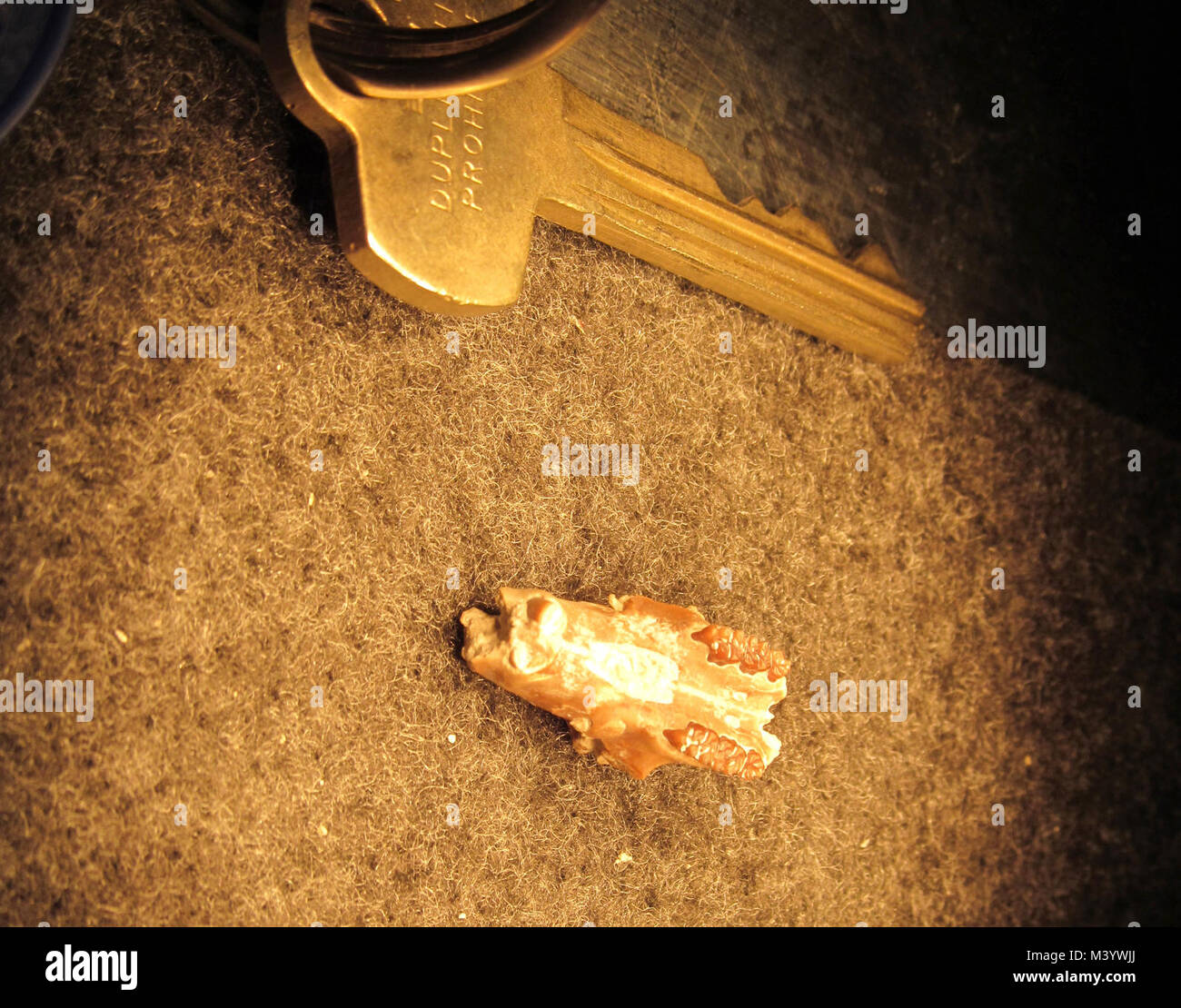 Small Rodent Jaw. Small rodent jaw fossil and key for size comparison. Stock Photo