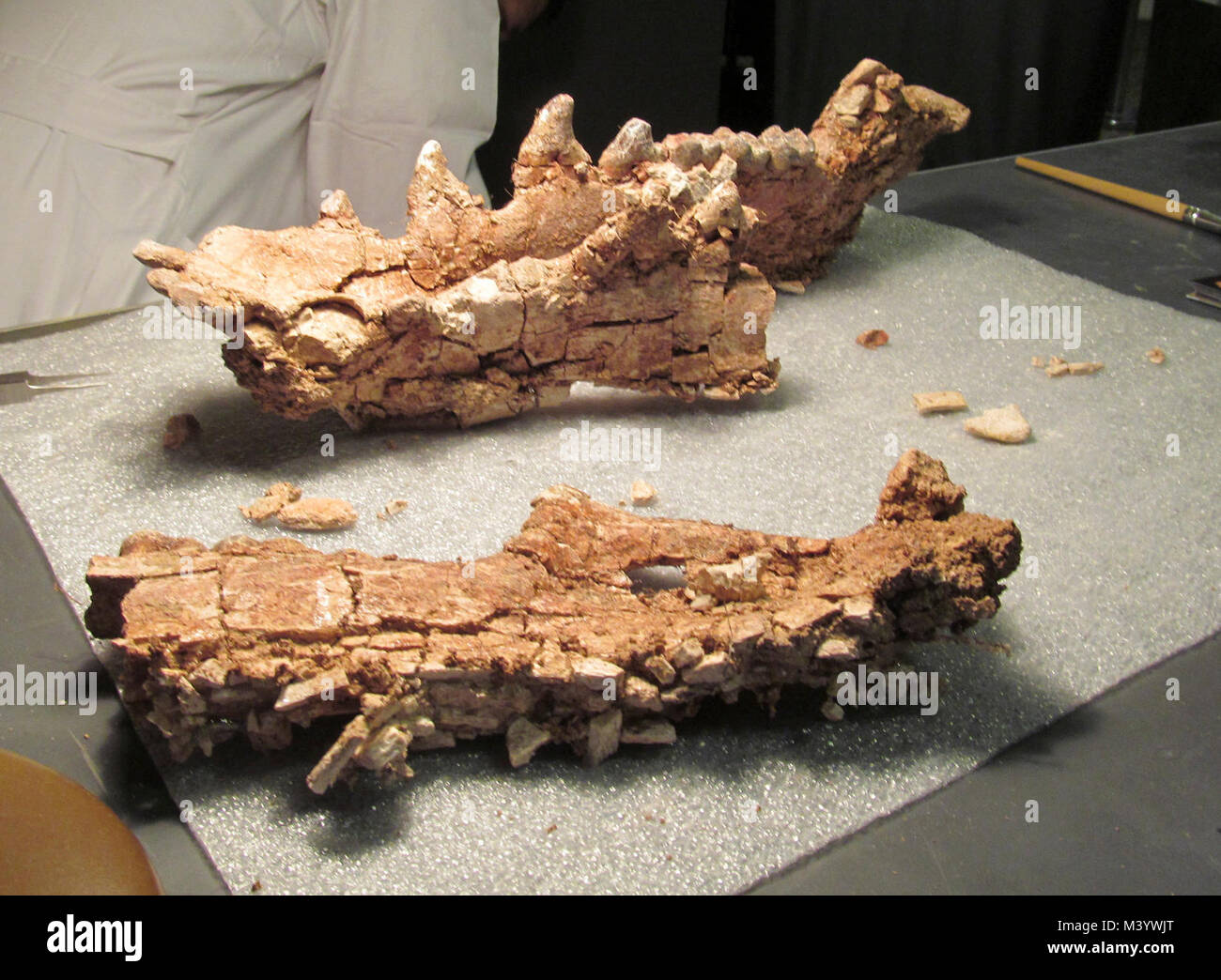 Archaeotherium Jaw Removed. Levi spent several days working in the Paleo Lab to remove the archaeotherium jaw from the surrounding rock matrix. Stock Photo