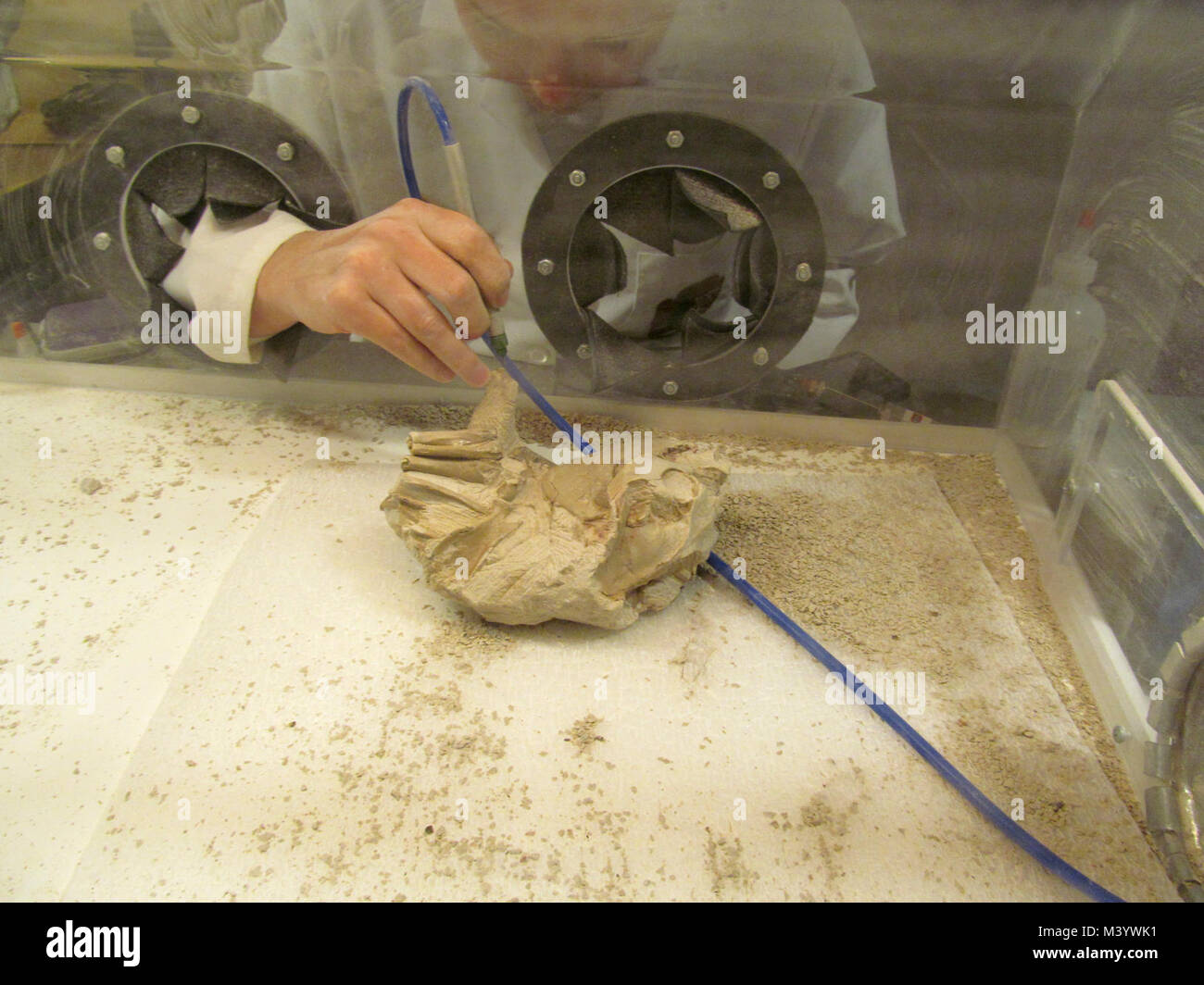 Mindy Working On Oreodont Fossil. Mindy is working on an oreodont fossil that was found in the Door Trail area of Badlands National Park. Stock Photo