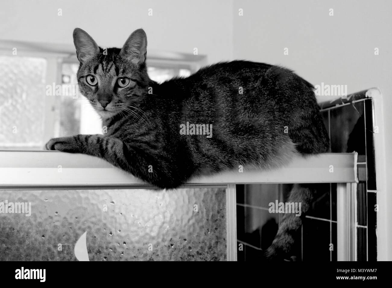 Tabby cat rests on a shower stall. Stock Photo
