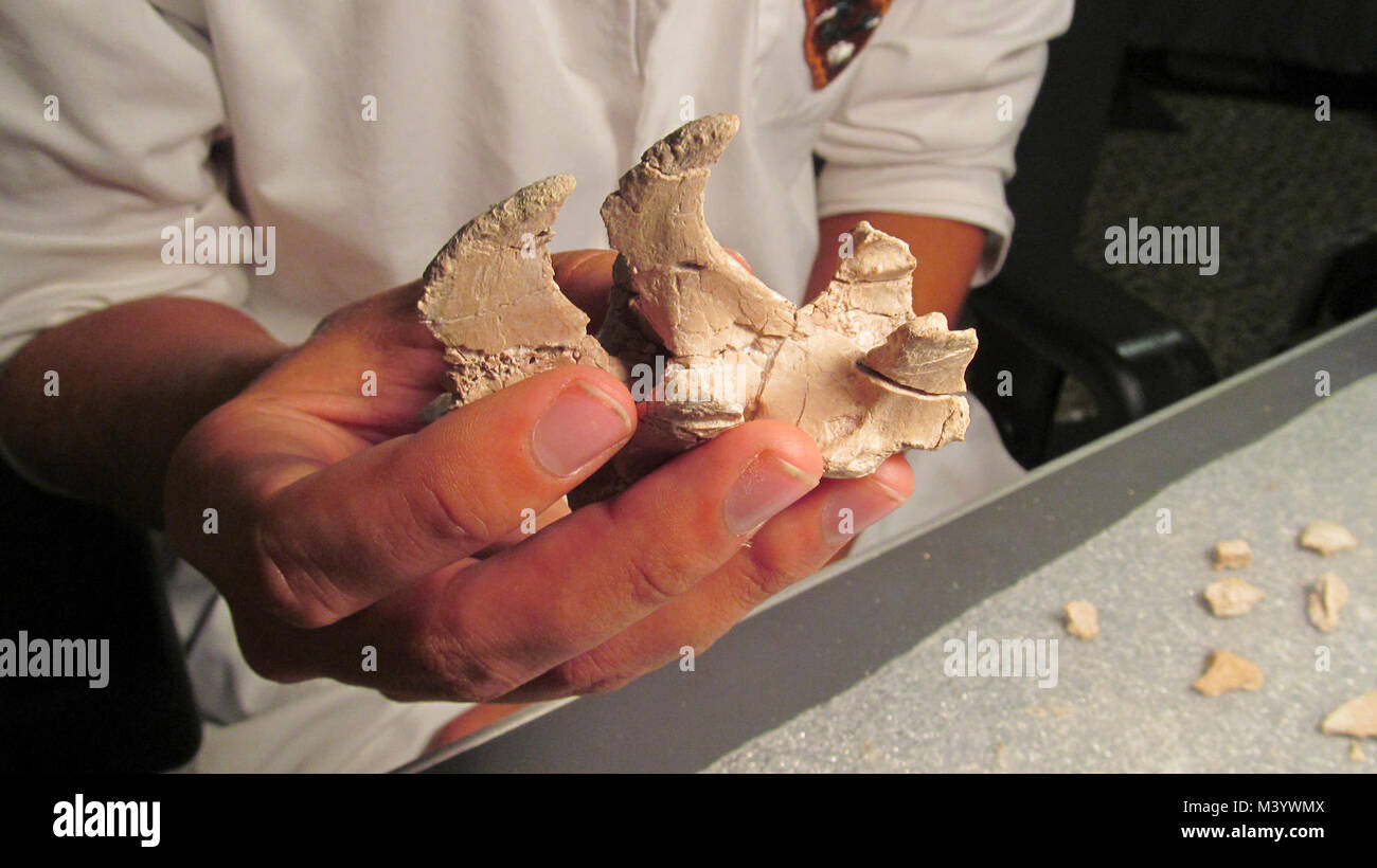 Levi Holding Archeotherium Vertebra. Levi Holding Archeotherium Vertebra Stock Photo