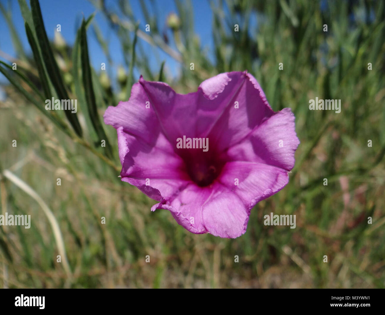 Bush Morning Glory - Ipomoea leptophylla Stock Photo