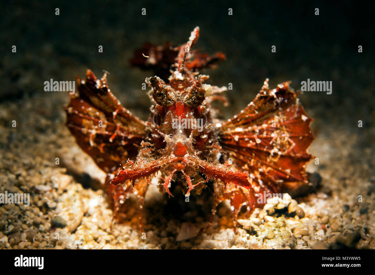 An ambon scorpionfish rests in the sand at Raja Ampat, Indonesia Stock Photo