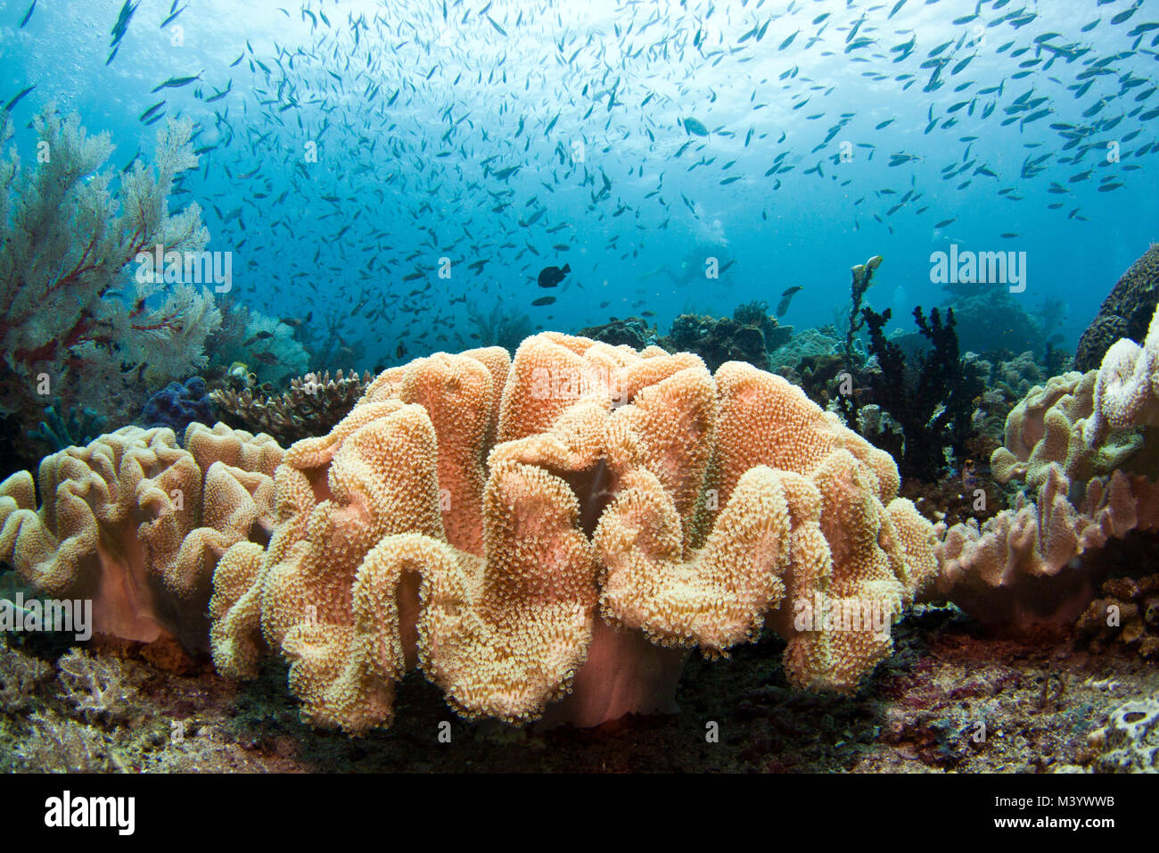 Coral reefs in the Indo Pacific have the highest biodiversity ever recorded in an oceanic habitat. Stock Photo