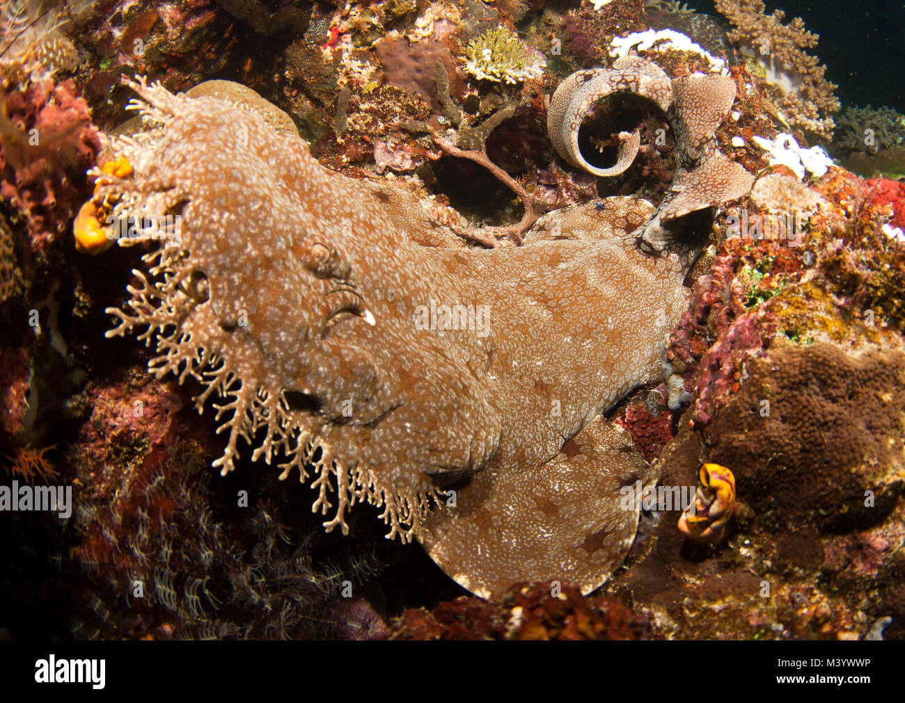 Wobbegongs, or carpet sharks, are common reef inhabitants in many areas of the south Pacific Stock Photo
