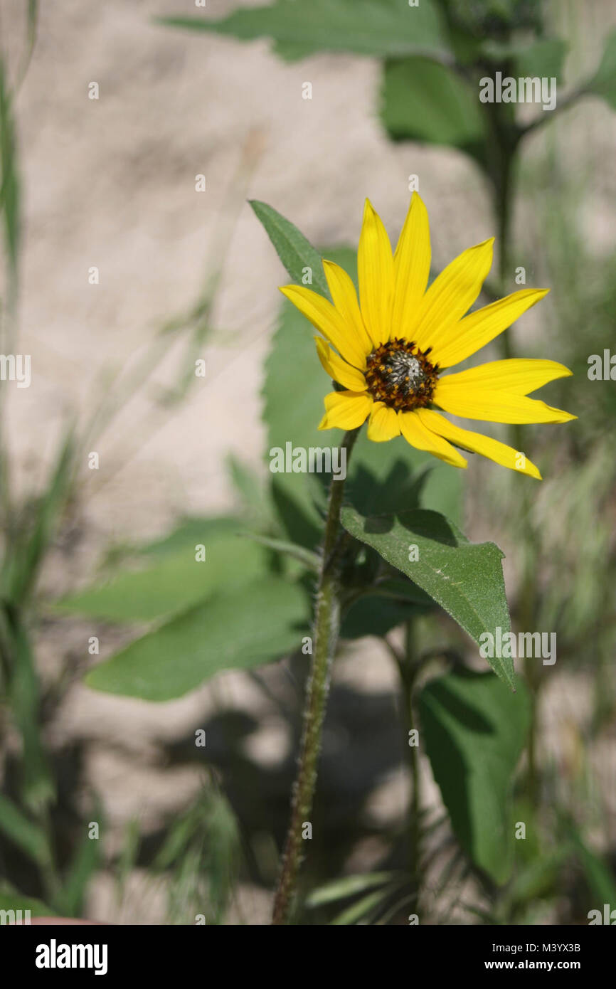 First sunflower of summer, June Stock Photo Alamy
