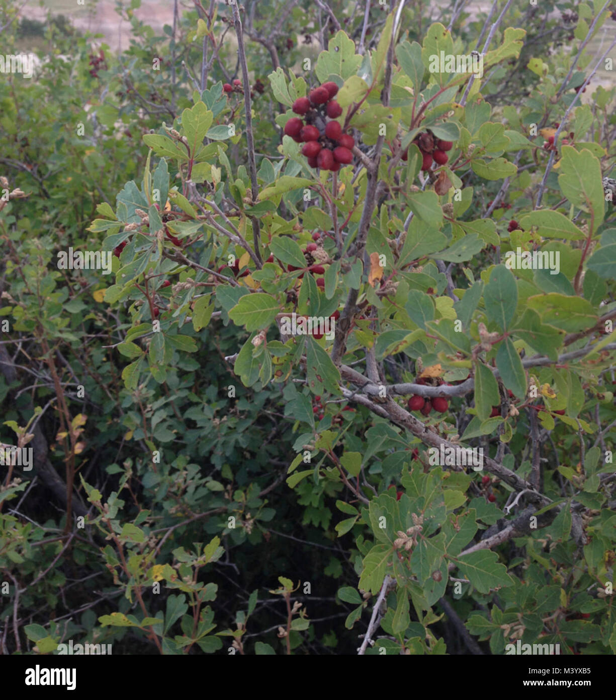 Skunkbush Sumac Rhus trilobata Stock Photo Alamy