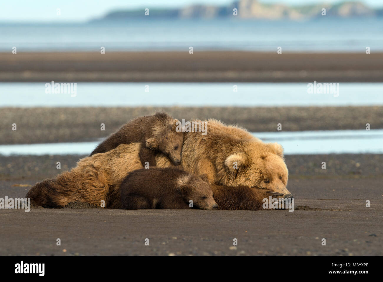 Brown bear cubs snuggle with mom Stock Photo