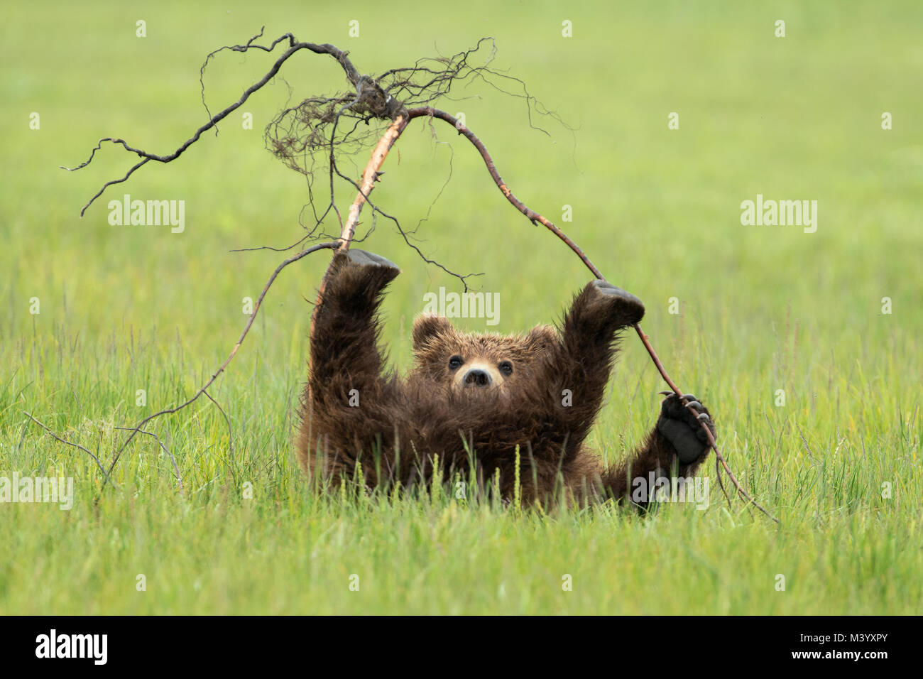 Brown bear cub playing Stock Photo
