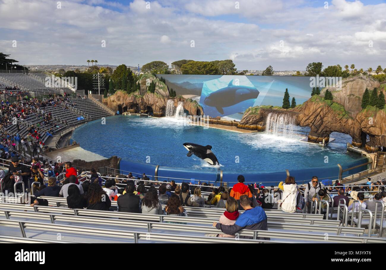 Visitors watching Orca Killer Whale Encounter Show in San Diego