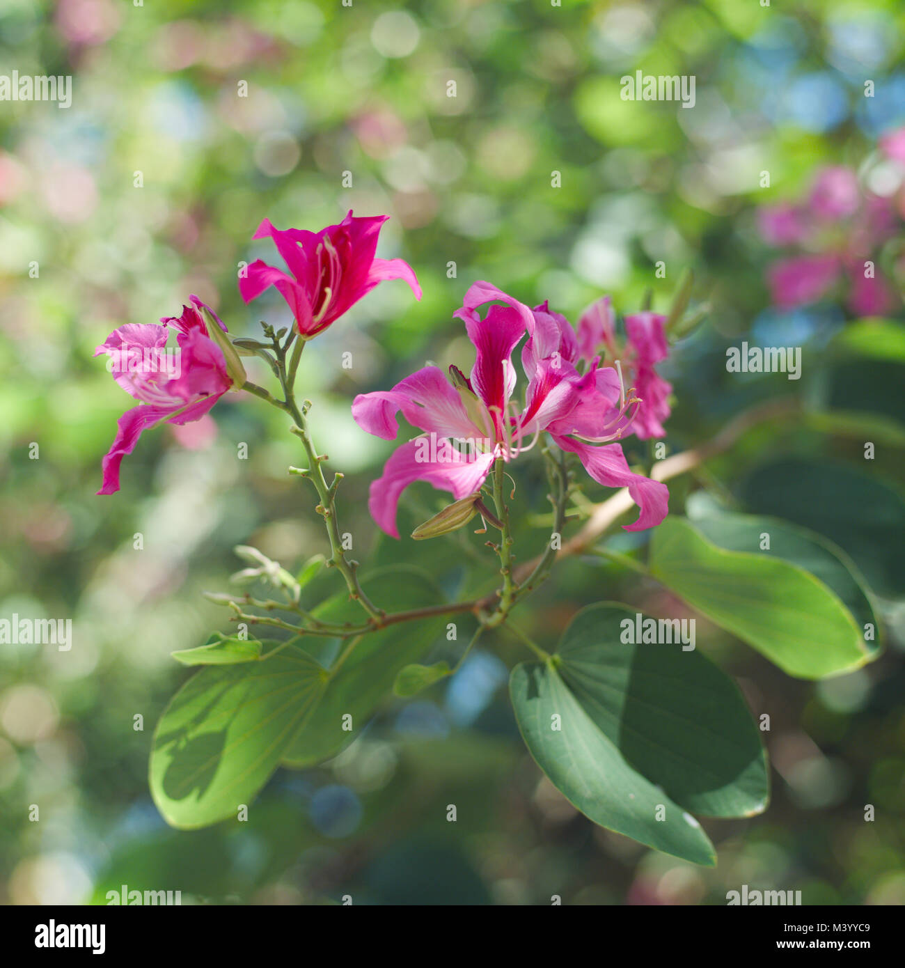 Purpurea flower blooming with green leaves in the garden on Bali, Butterfly Tree, Orchid Tree, Purple Bauhinia. Stock Photo