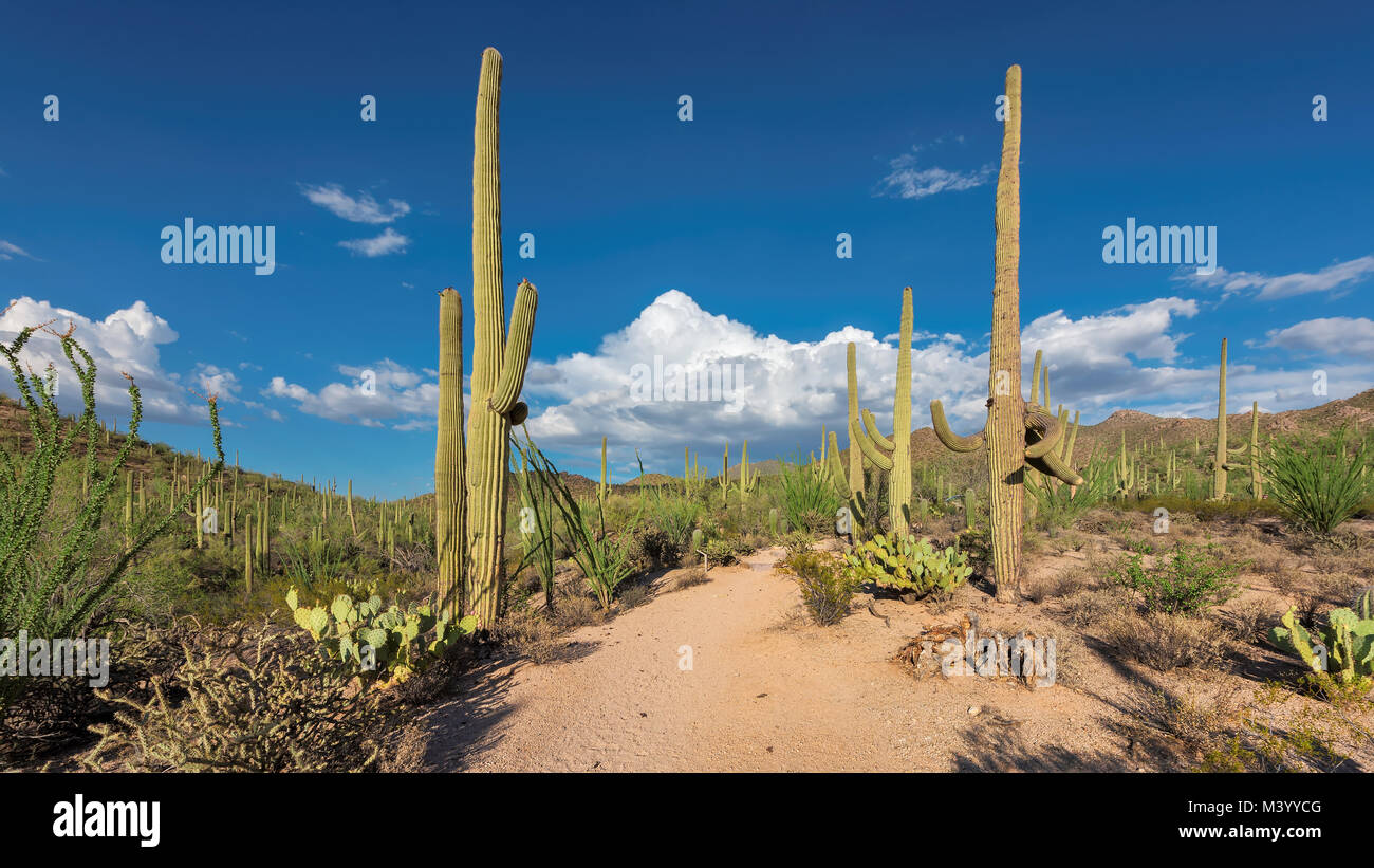 Sonoran desert mexico landscape hi-res stock photography and images - Alamy