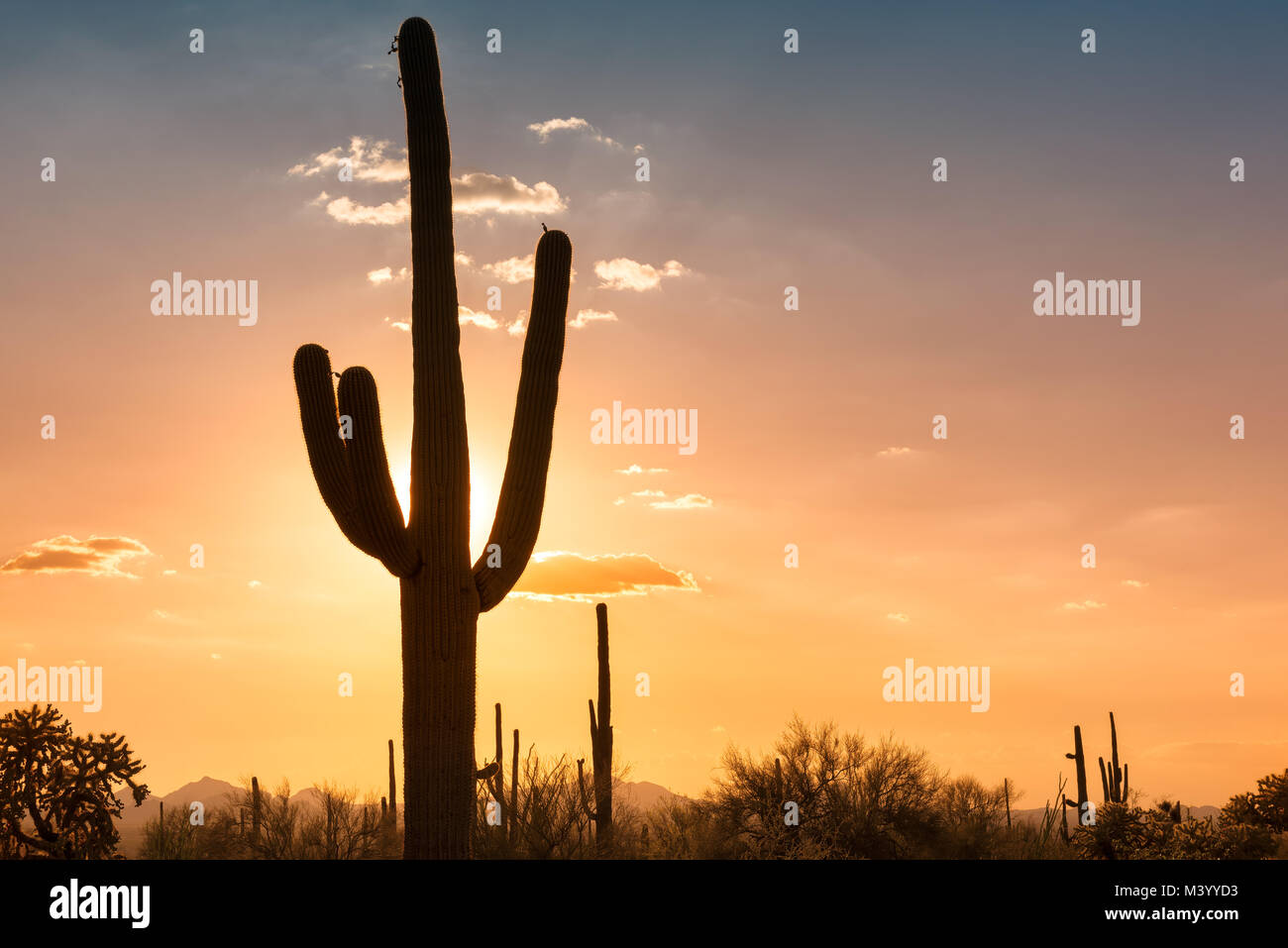 Saguaros at Sunset in Sonoran Desert near Phoenix Stock Photo - Alamy