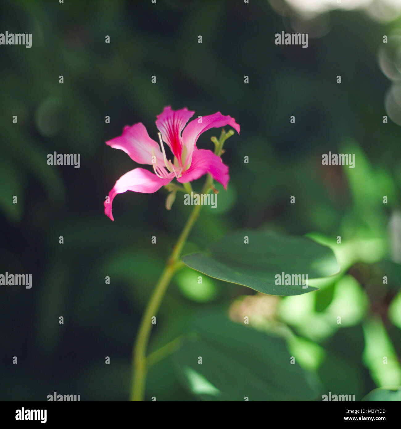 Purpurea flower blooming with green leaves in the garden on Bali, Butterfly Tree, Orchid Tree, Purple Bauhinia. Stock Photo