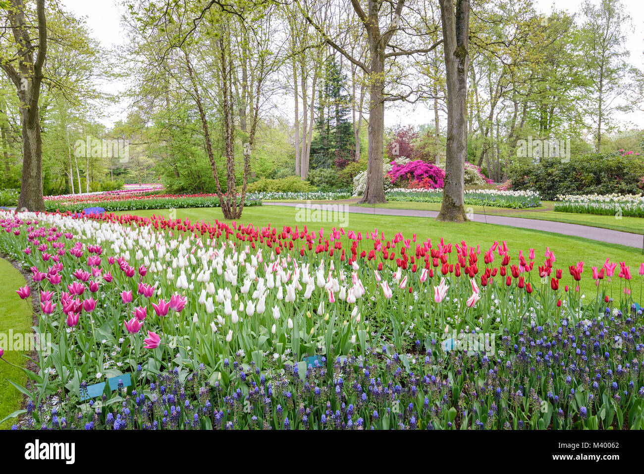 Spring tulip field in garden, Amsterdam, Netherlands Stock Photo