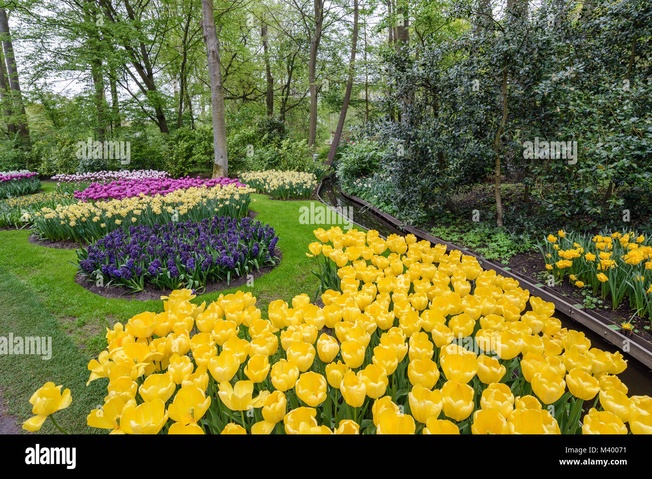 Spring tulip field in garden, Amsterdam, Netherlands Stock Photo