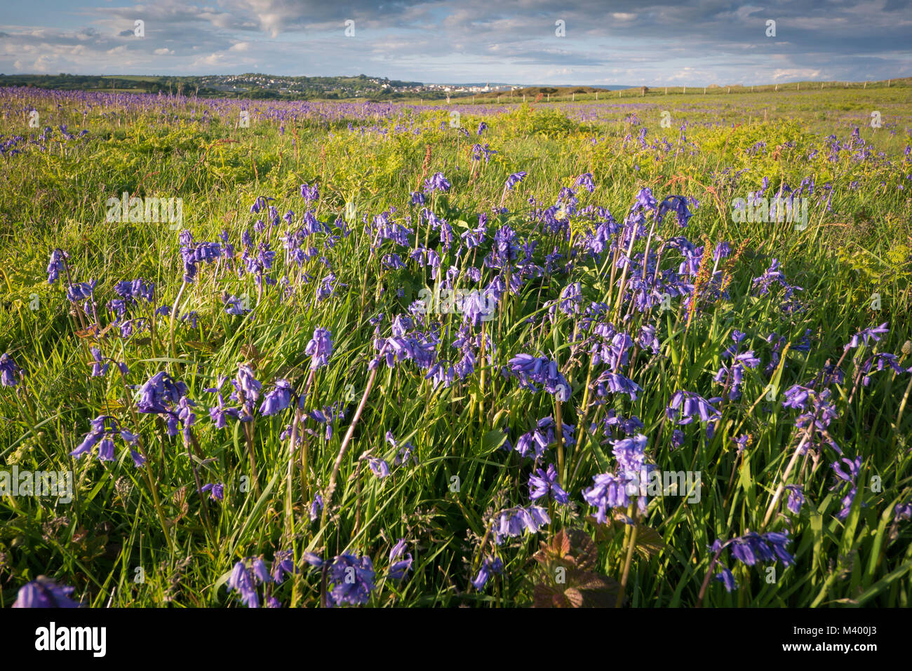 Low angle view of Bluebells amongst the grass Tenby Pembrokeshire Wales Stock Photo
