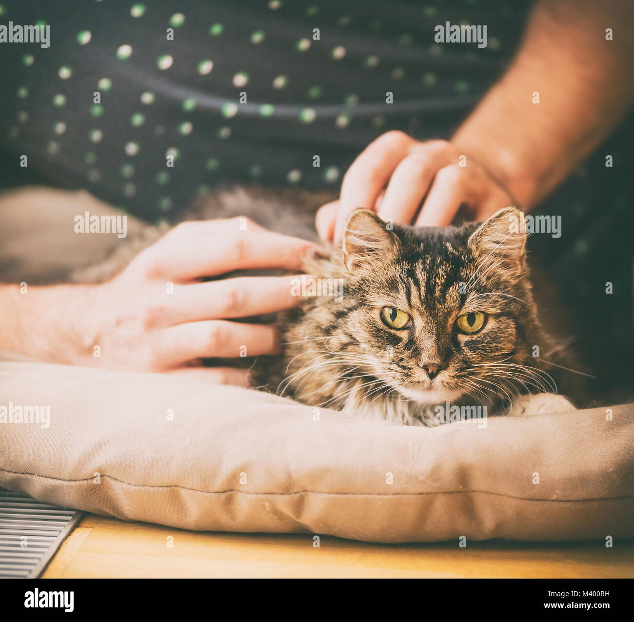 Male hands lay furry gray cat, cozy home scene Stock Photo